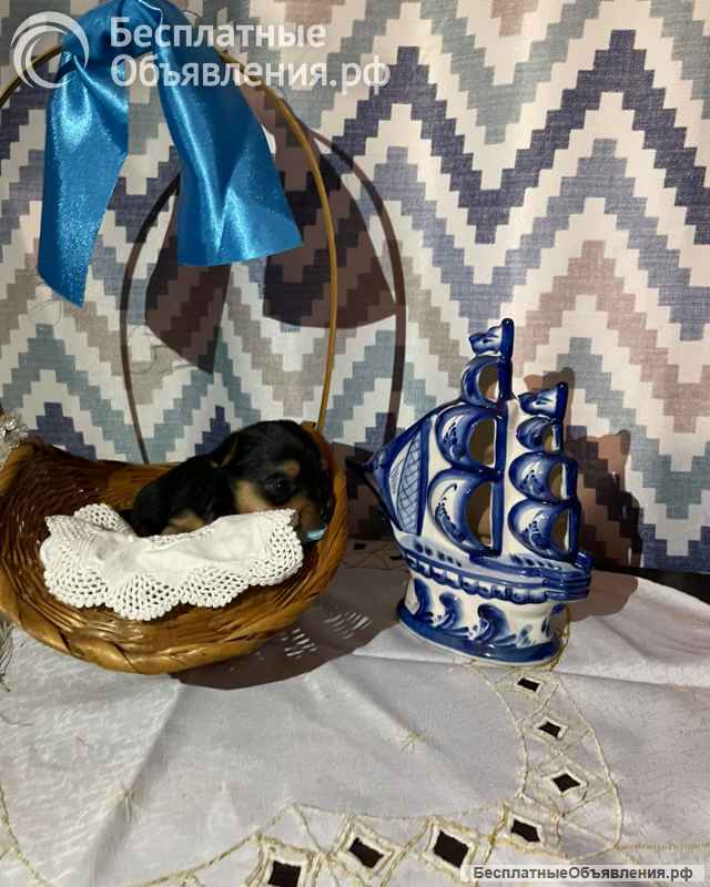 Щенок чистопородного Йорка