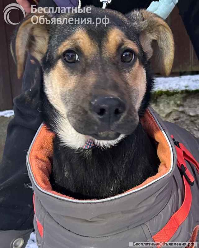 Щенок Тиана в добрые руки