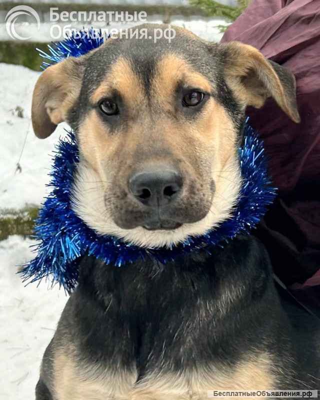 Щенок Тиана в добрые руки