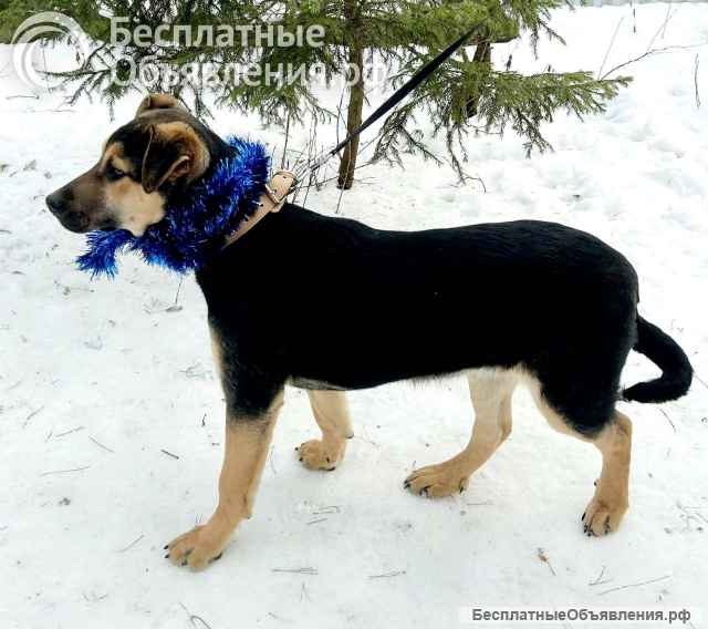 Щенок Тиана в добрые руки