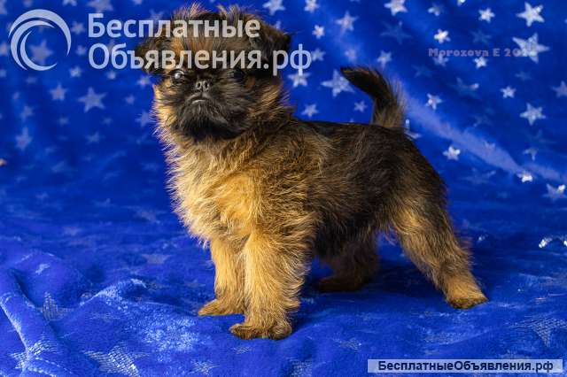 Гриффоночка классная девочка