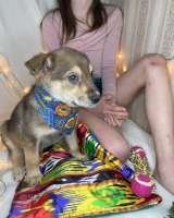 Щенок ДЖек ищет свою семью