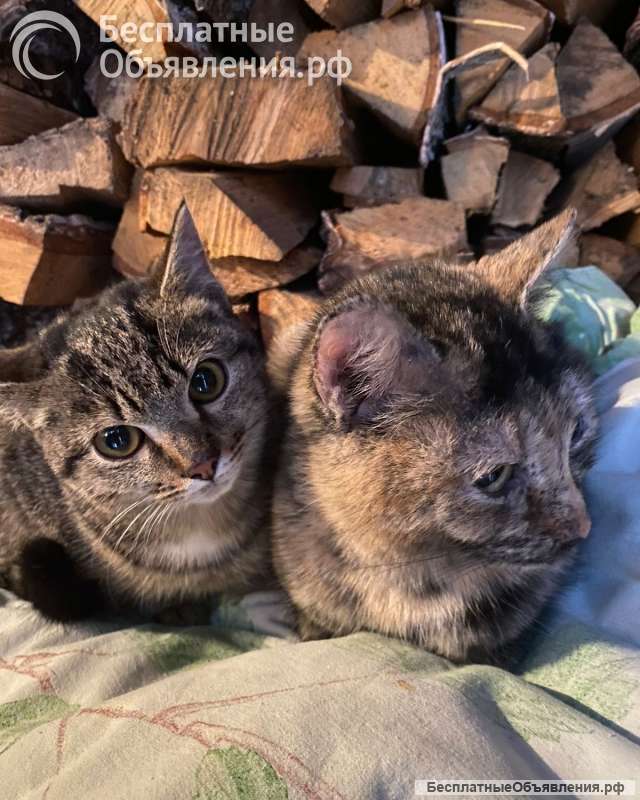 Котята ищут дом