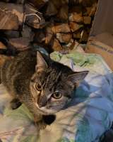 Котята ищут дом