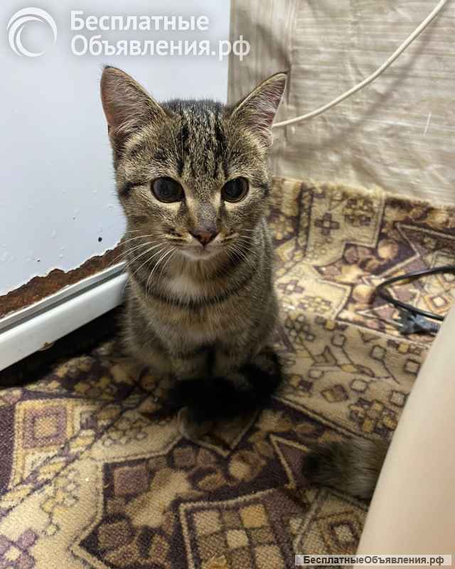 Котята ищут дом