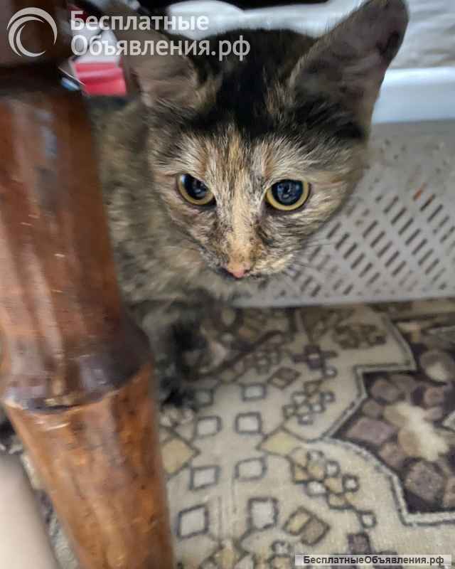 Котята ищут дом