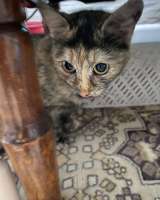 Котята ищут дом