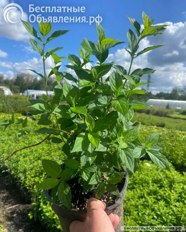 Гортензия метельчатая 40-60см ЗКС (горшок 2 литра)