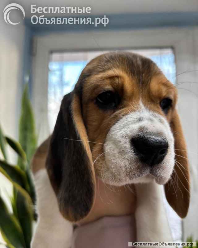 Чистокровные породные бигли