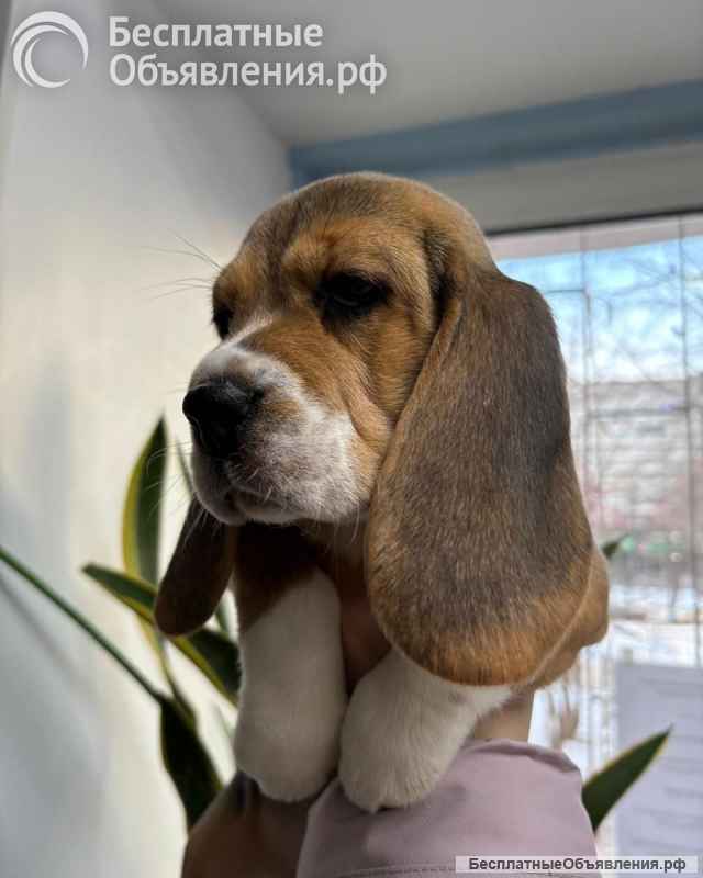 Чистокровные породные бигли