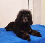 Щенок миниатюрного пуделя фантом мальчик