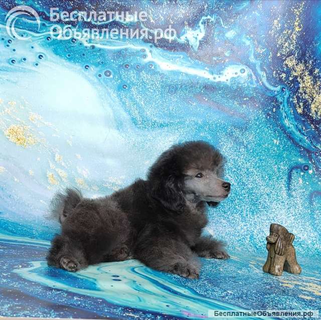 Пуделя щенок той серебристая девочка