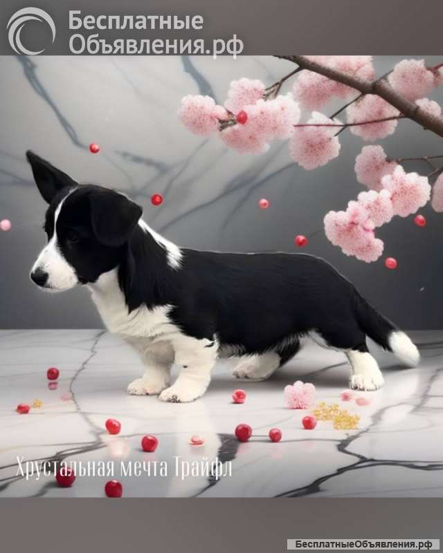 Корги классная девочка кардиган