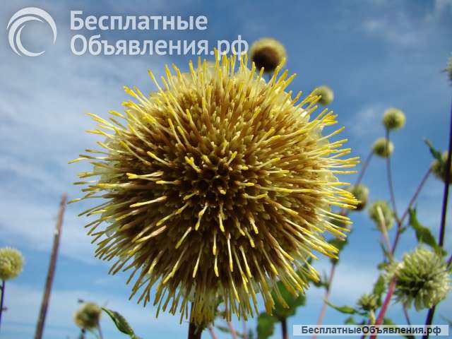 Альфредия - уникальное лекарственное растение. Семена с доставкой по России.