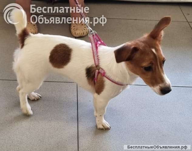 Девочку джек рассел терьер