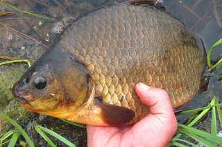 Карась свежемороженный, живой 200-400 гр