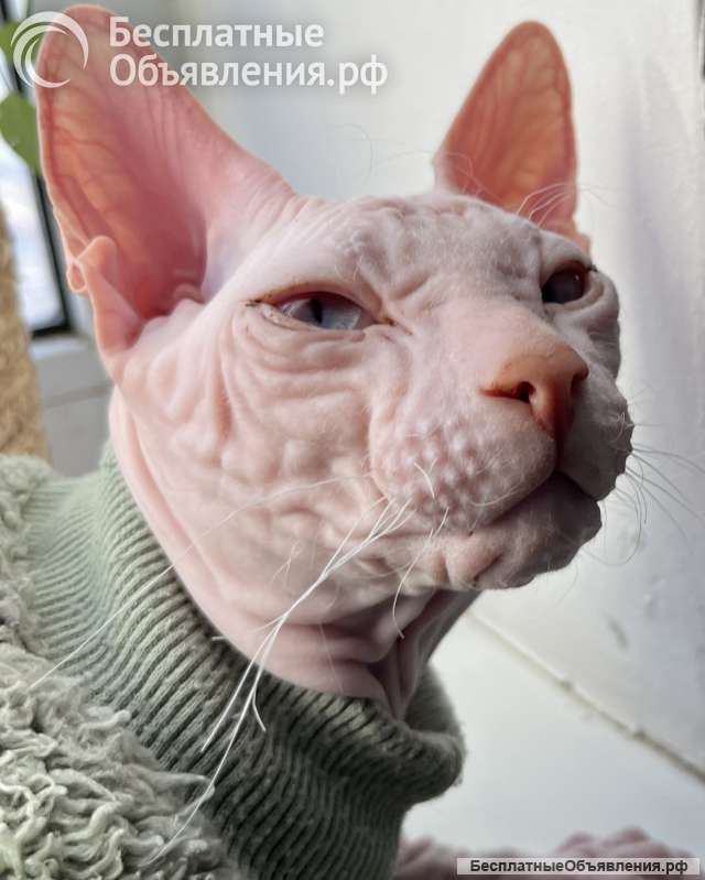 Вязка кот донской сфинкс