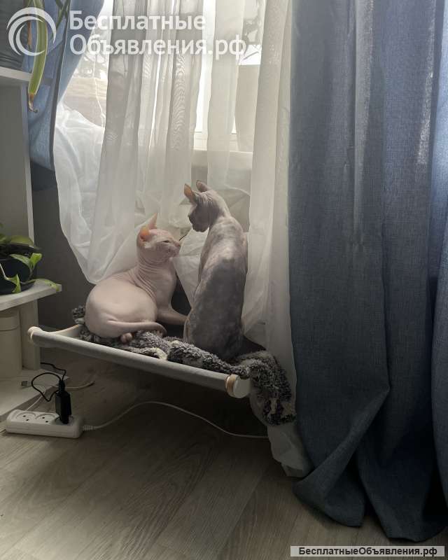 Вязка кот донской сфинкс