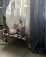 Вязка кот донской сфинкс