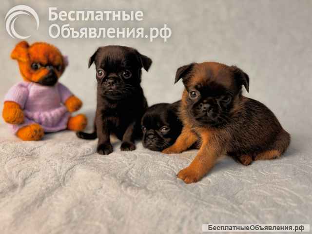 Щенки пти Брабансона январь 2025. РКФ