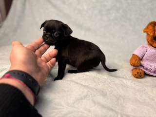 Черная девочка пти боабансон