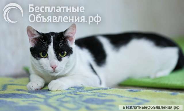 Котик Гоша очень ждет своего хозяина