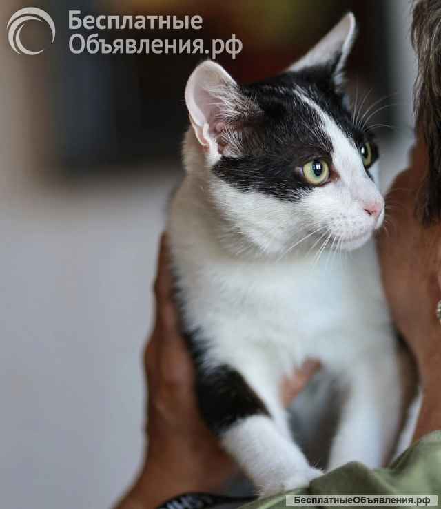 Котик Гоша очень ждет своего хозяина