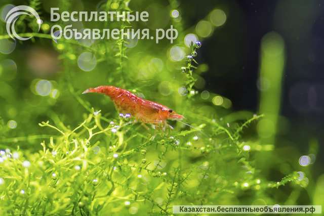 Аквариумные креветки