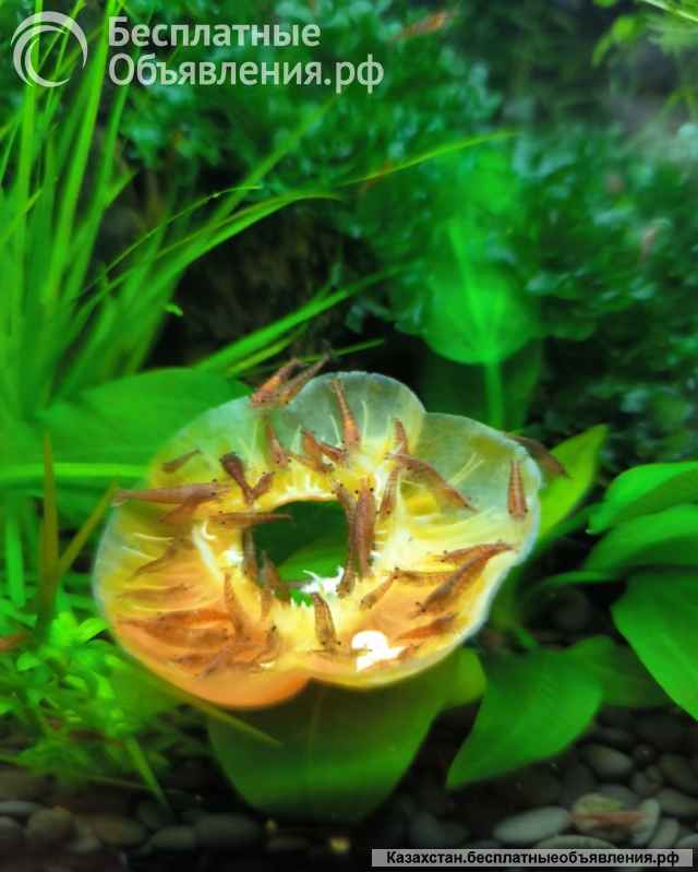 Аквариумные креветки