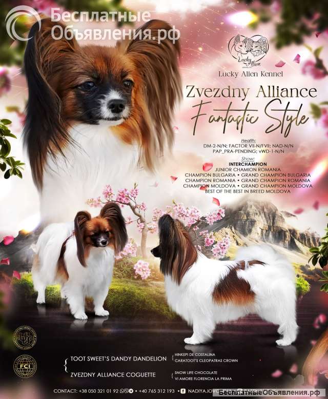 Папийон щенок девочка (Континентальный той-спаниель)