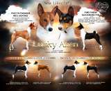 Папийон щенок девочка (Континентальный той-спаниель)