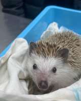 Ветврач ратолог в Ясенево