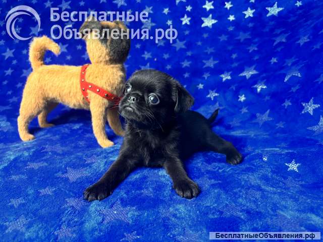 Черный пти брабансон чик для вас