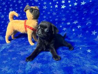 Черный пти брабансон чик для вас