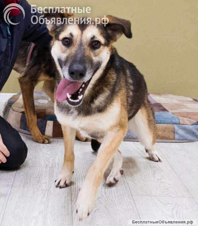 Усыновите Ринго