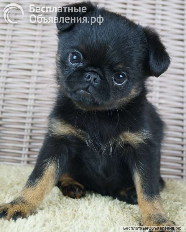 Щенки Бельгийского гриффона и Брабансона