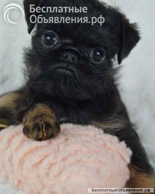 Щенки Бельгийского гриффона и Брабансона