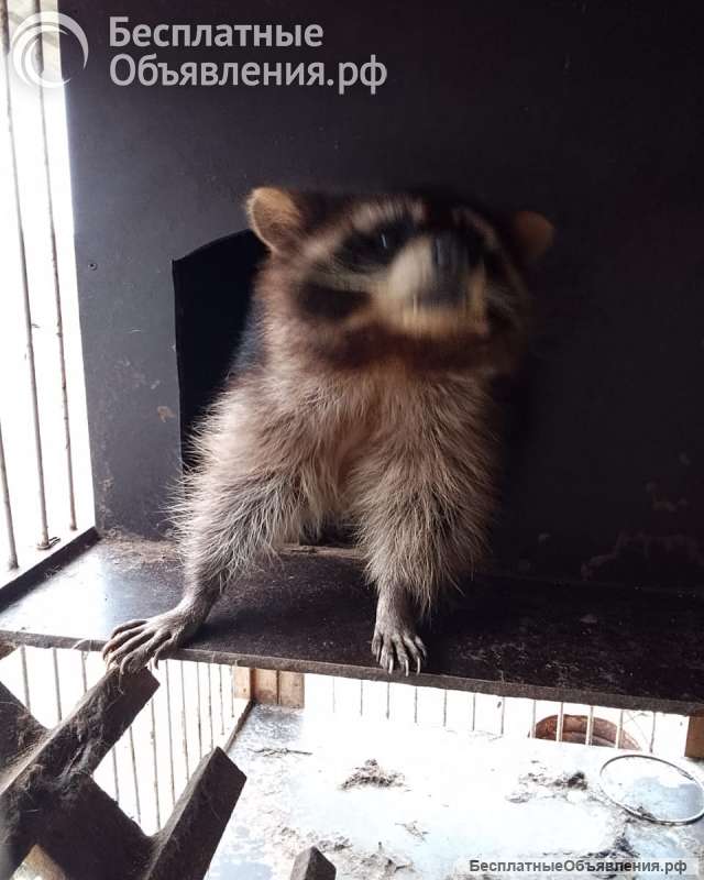 Енот