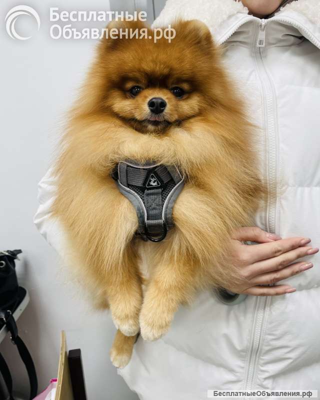 Груминг центр ArtGroom