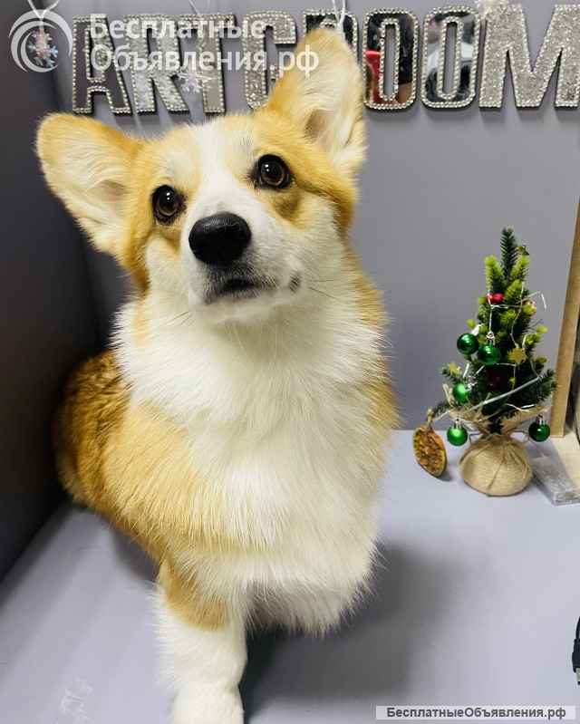 Груминг центр ArtGroom