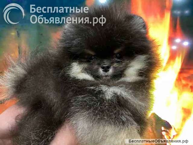 Купить щенка той-пуделя, мини шпицев и мальтипу