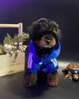 Купить щенка той-пуделя, мини шпицев и мальтипу