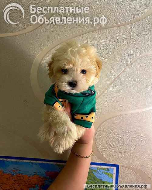 Купить щенка той-пуделя, мини шпицев и мальтипу