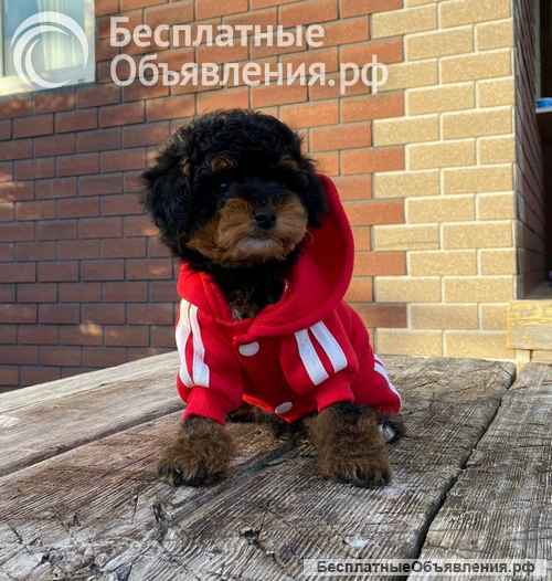 Купить щенка той-пуделя, мини шпицев и мальтипу