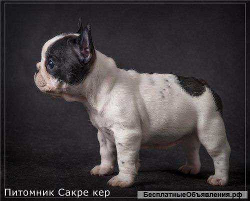 Щенки французского бульдога. Питомник Сакре кер