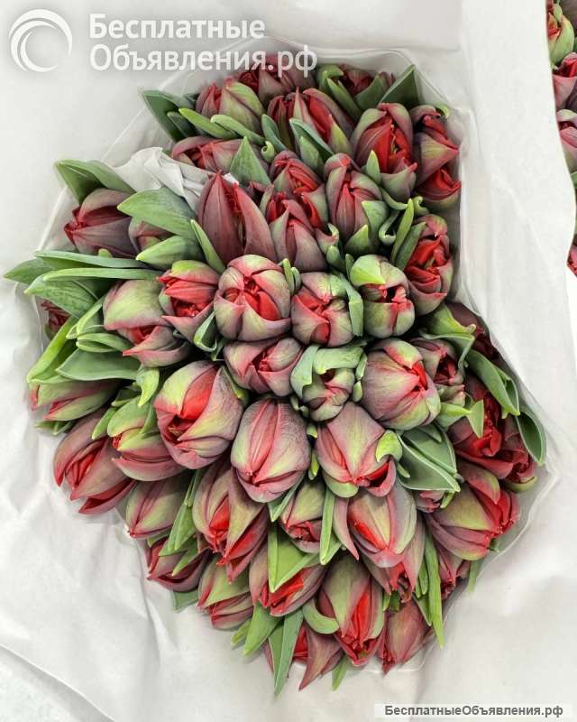 Тюльпаны