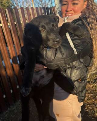 Щенки благородной дворянской породы, ищут ответственных хозяев