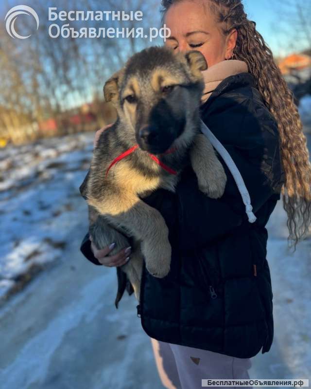 Щенки благородной дворянской породы, ищут ответственных хозяев