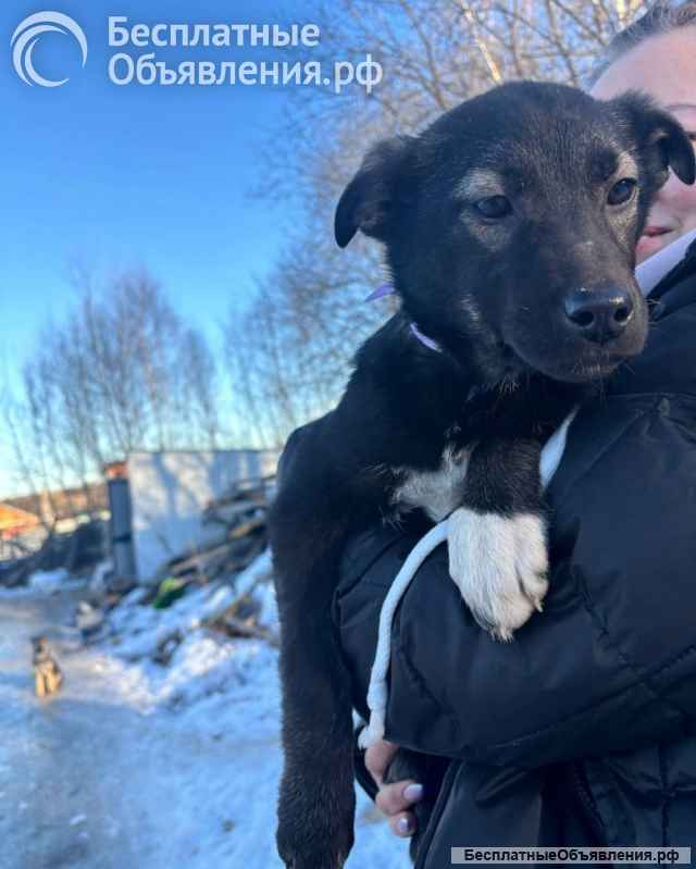 Щенки благородной дворянской породы, ищут ответственных хозяев