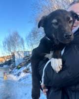 Щенки благородной дворянской породы, ищут ответственных хозяев